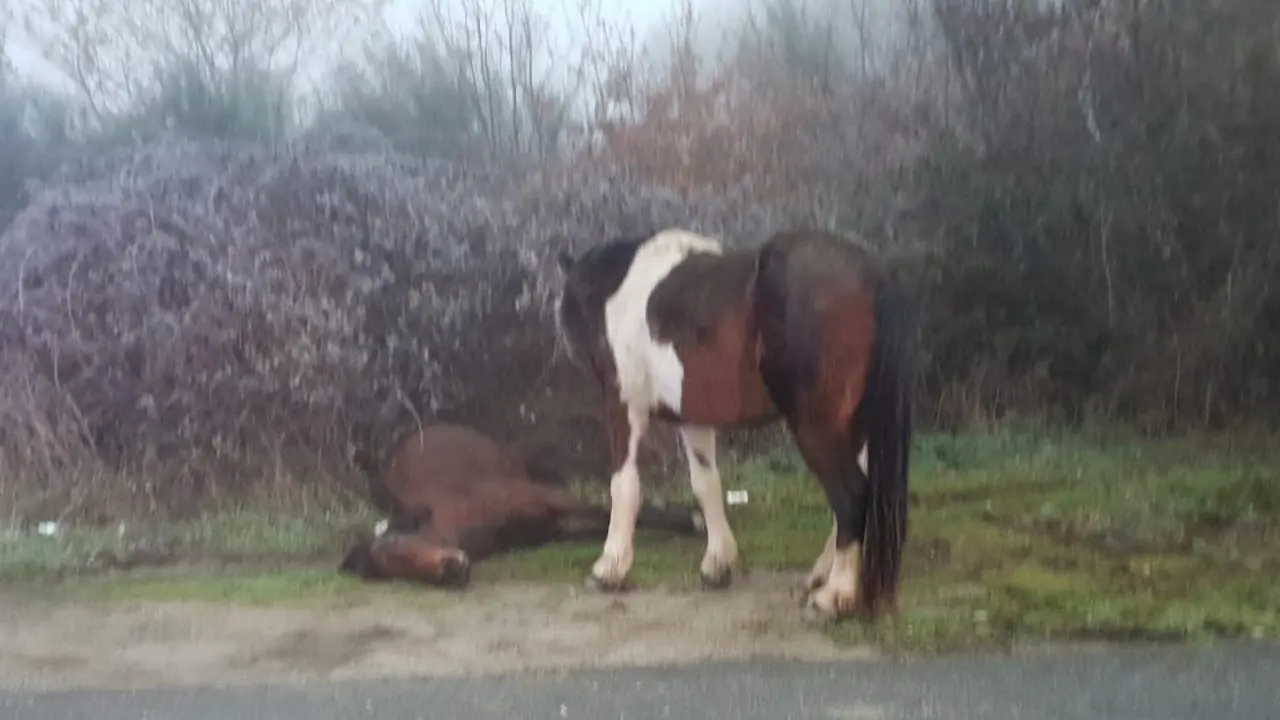 El caballo atropellado en la LU-530 murió a consecuencia del impacto. EP
