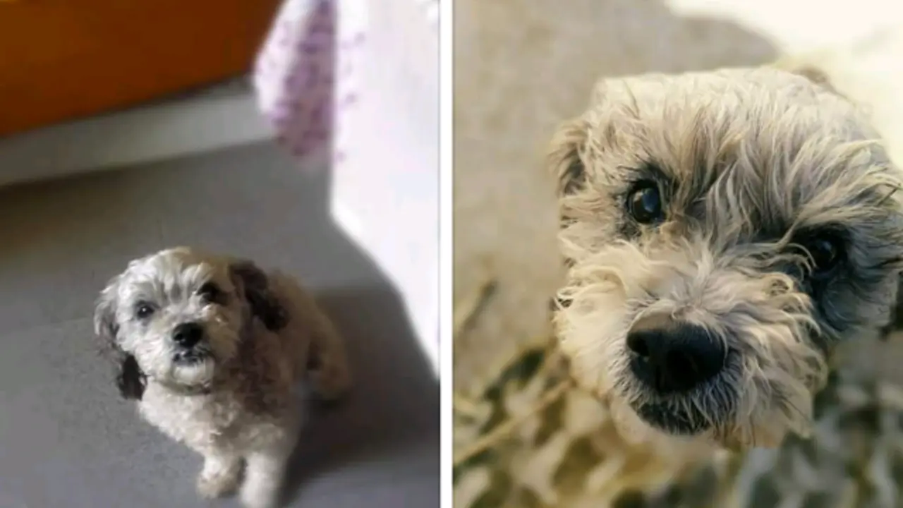 Stif. EP (perro perdido en Vilamor, Mondoñedo)