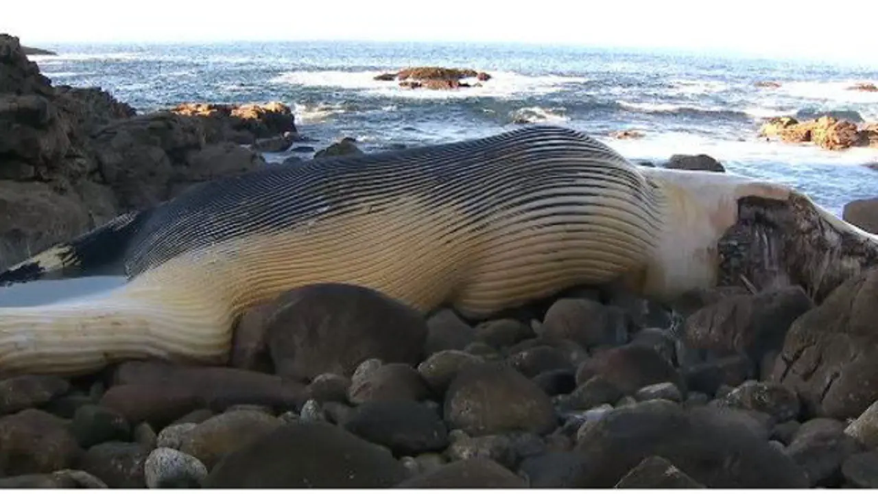 La ballena varada en Oia. CRTVG