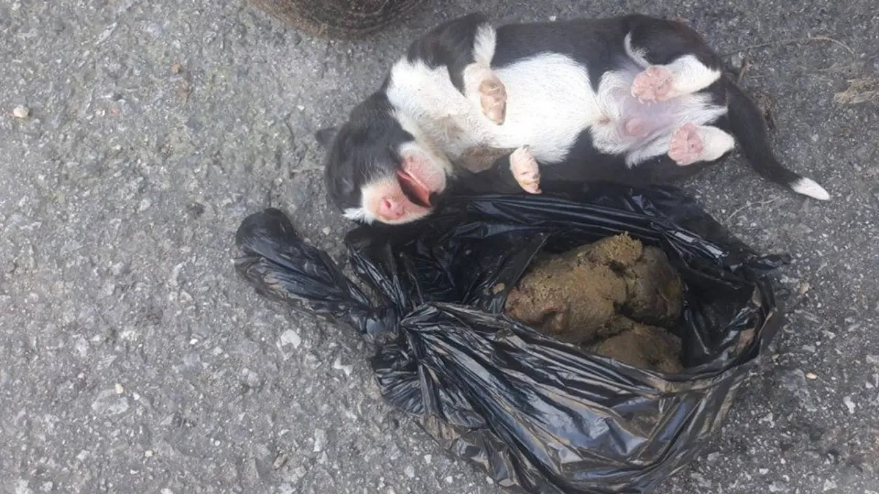 Perro abandonado en Poio. DP