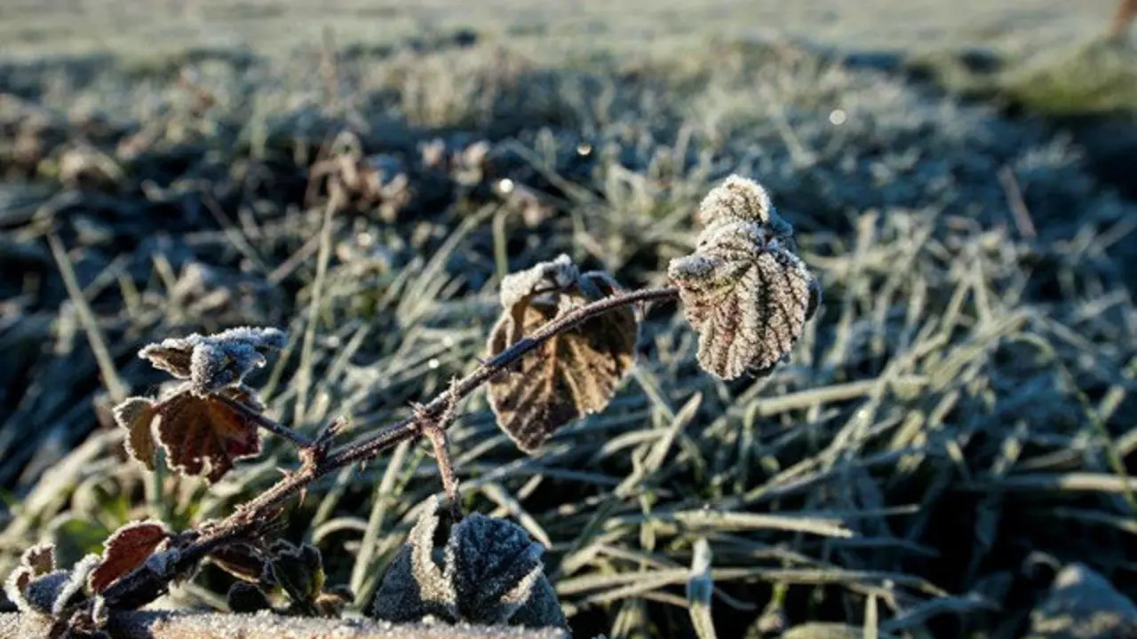 As baixas temperaturas deixaron xeadas nos municipios do interior de Galicia. BRAIS LORENZO (EFE) - heladas, fr&iacute;o, tiempo
