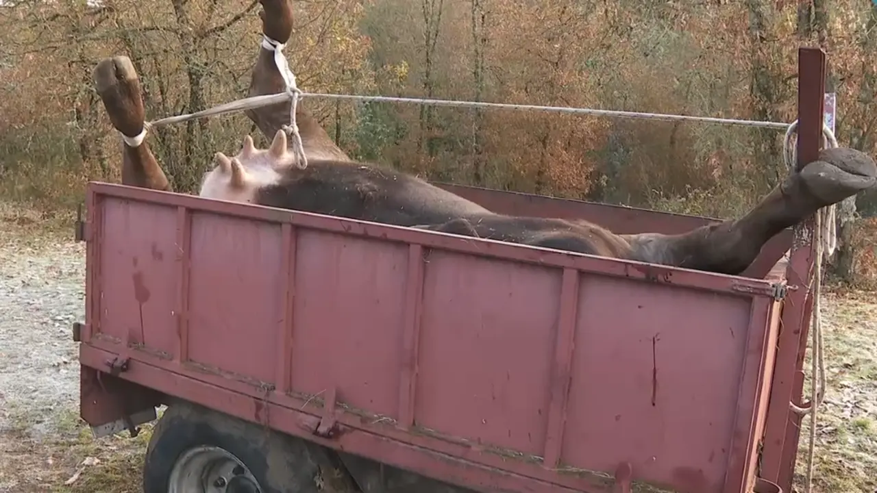 A vaca falecida en Nogueira de Ramuín a consecuencia do disparo dun rifle. TVG