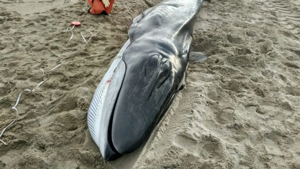 Muere la cría de ballena varada en Muxía. CEMMA