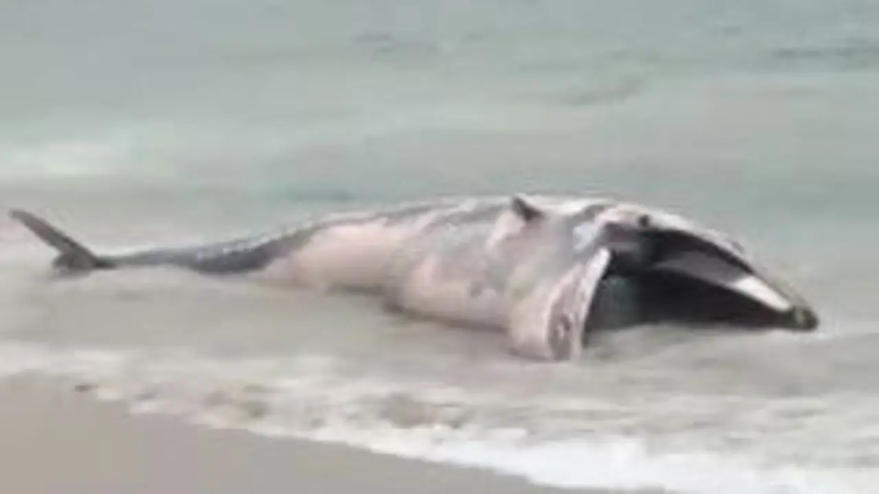La ballena que apareció en la playa de Balarés. TWITTER
