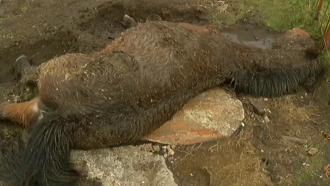 Un dos cabalos que apareceu sen vida en Oia. TVG