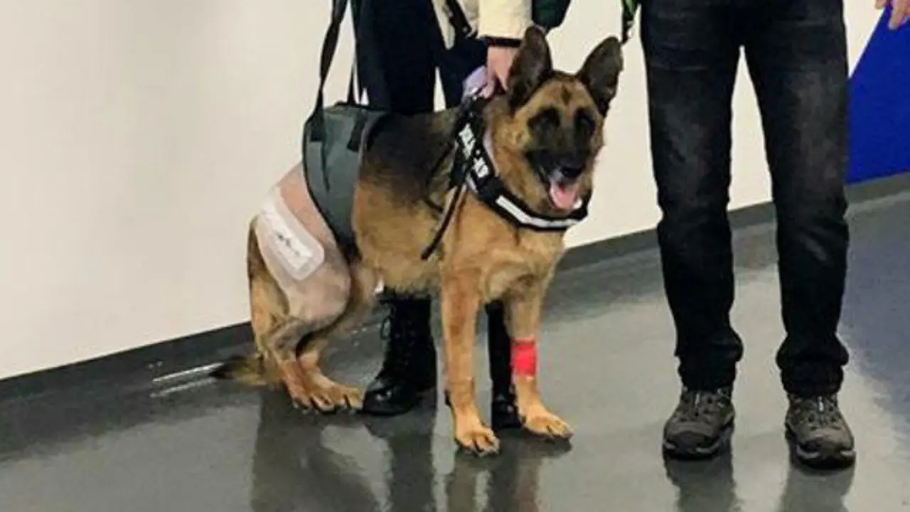 El perro, con su pata biónica. 4 DE OCTUBRE