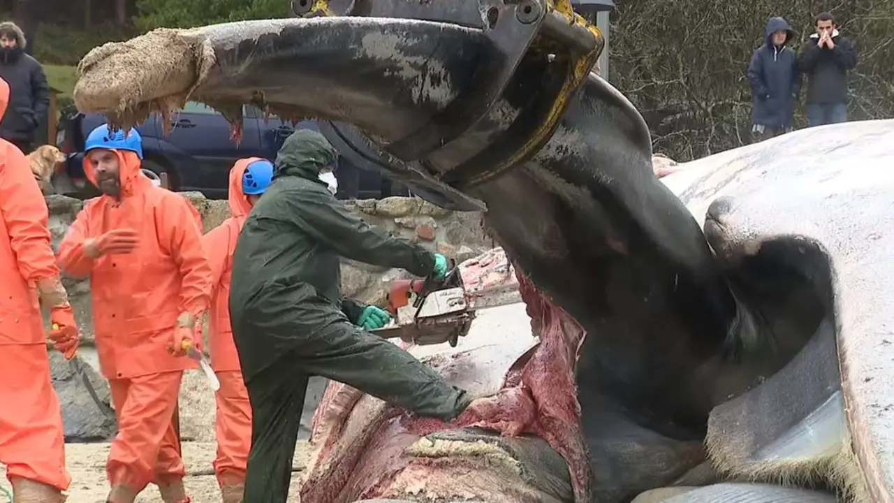 Despiece de la ballena de Ponteceso. CRTV