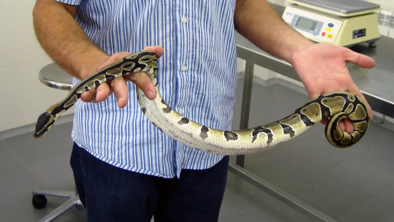 Serpiente pitón. AEP