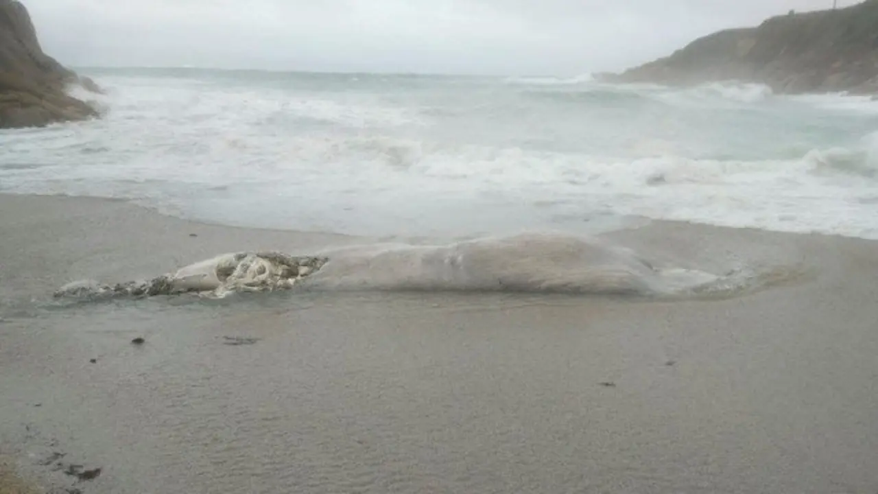 El cadáver de ballena hallado en la playa de Bens. ANDRÉS CONDE