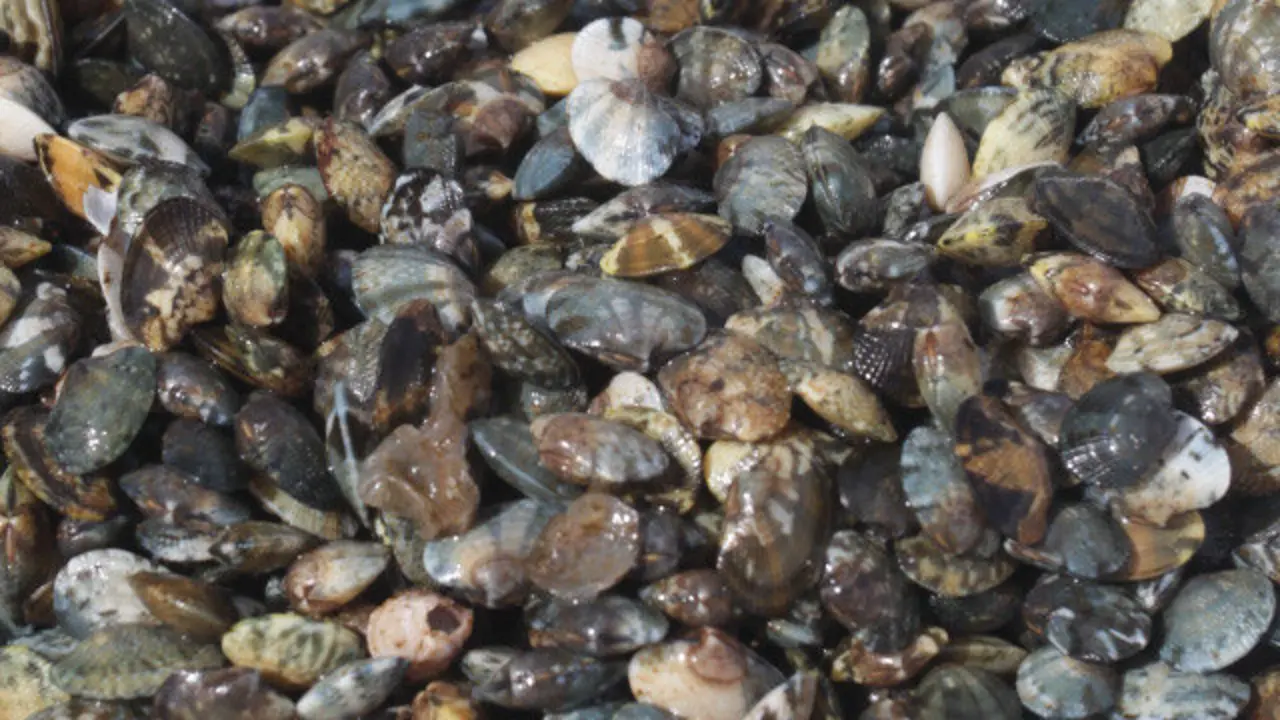 Ameixas. DAVID FREIRE