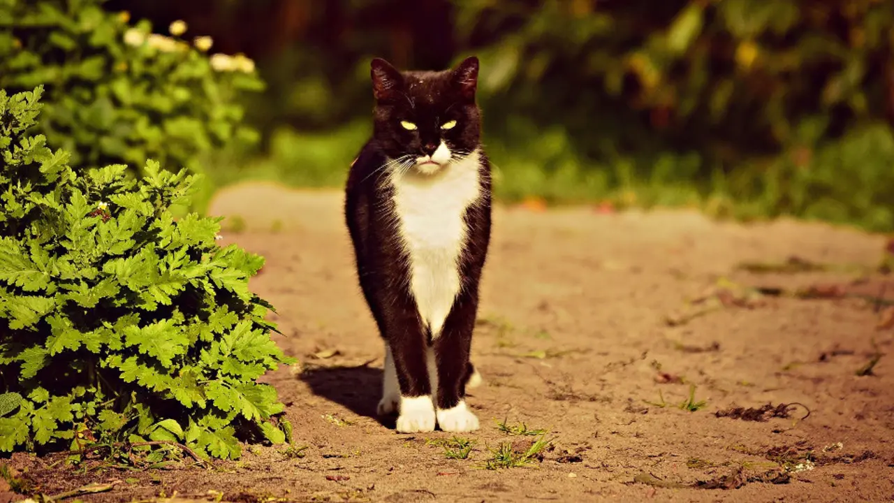 Un gato, como podría ser 'Mister Black'.EP
