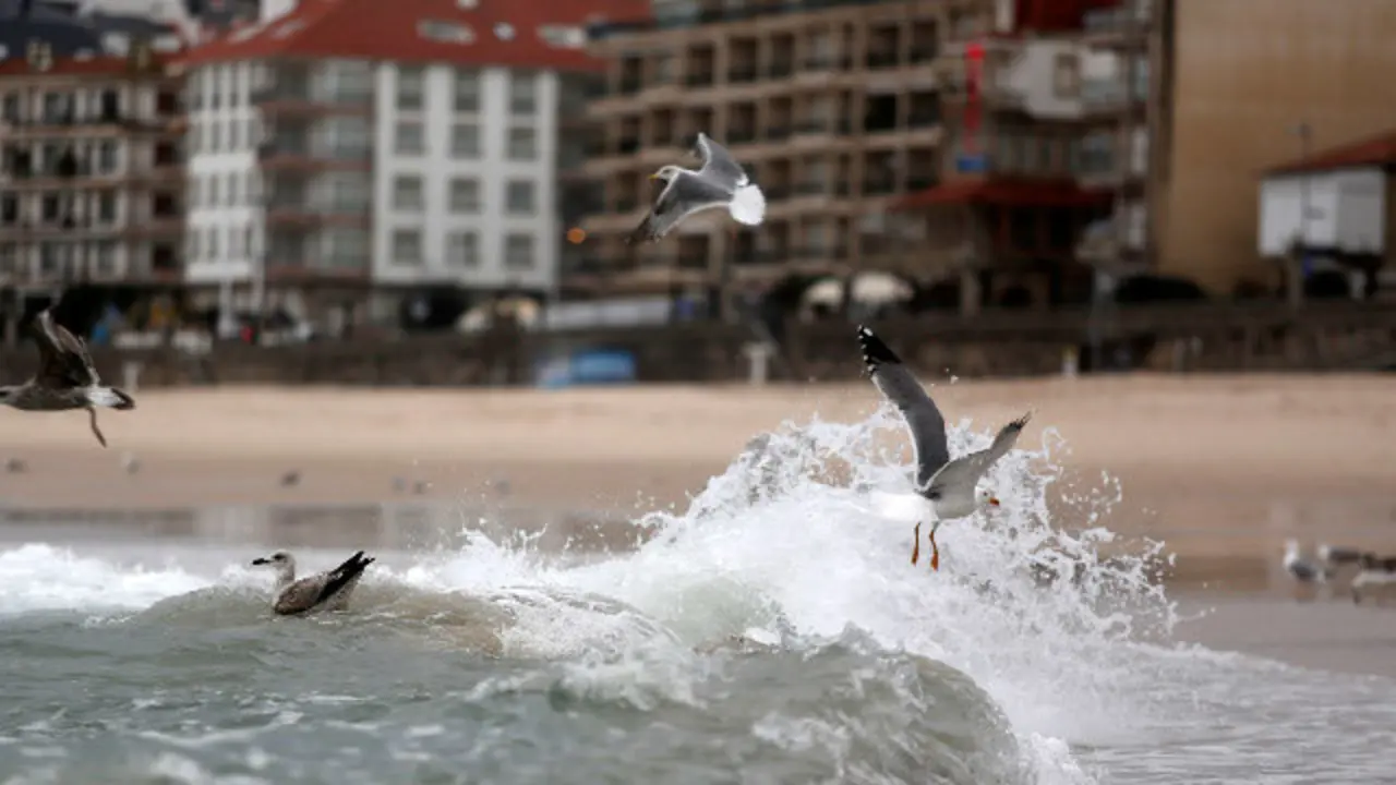 Gaviotas sobre el oleaje en Silgar. J. CERVERA