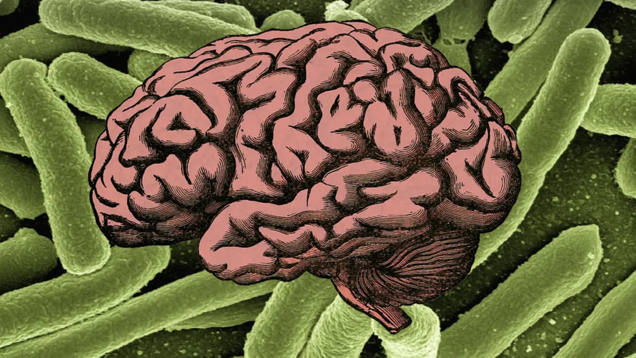 Las bacterias pueden influir en el cerebro.EP
