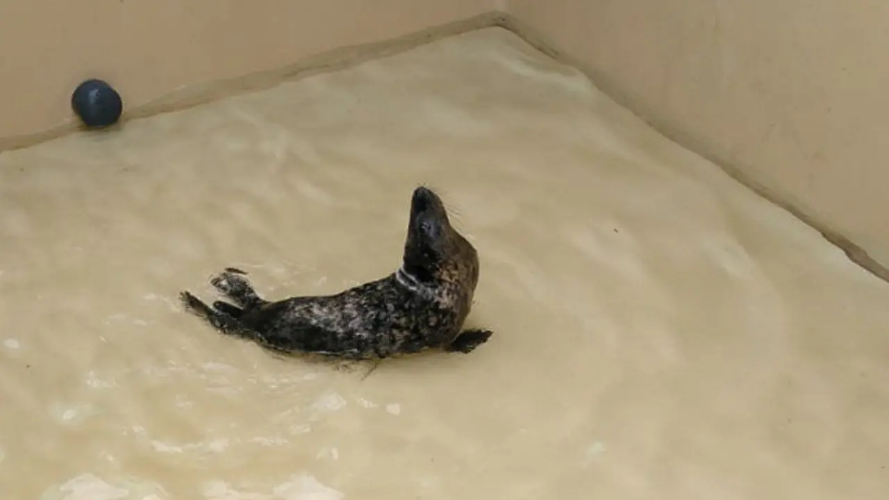 O león mariño Barizo. XUNTA