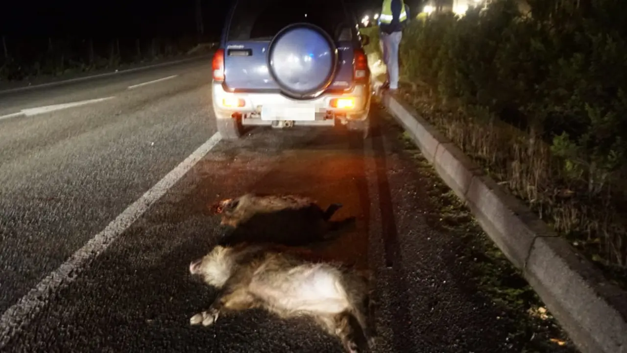 Dos jabalís atropellados. DP