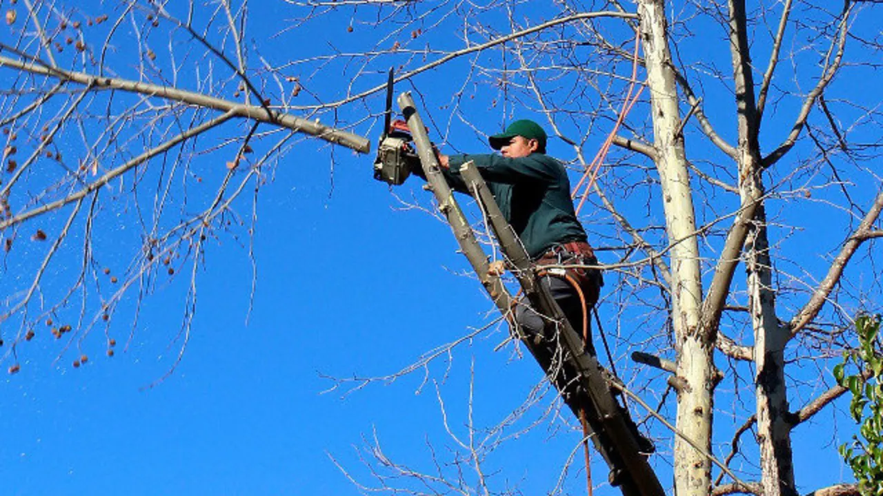 Imagen de archivo de un operarios durante una poda