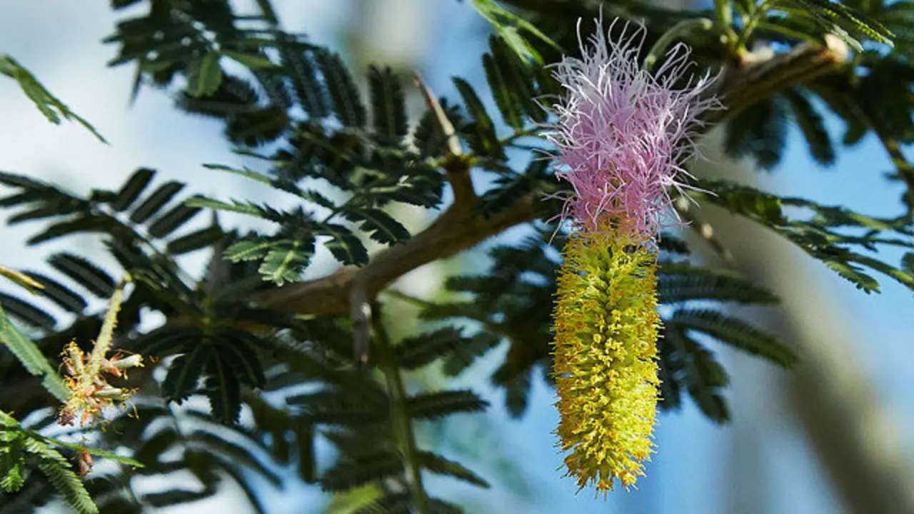 Exemplar de Marabú. C.T. Johansson (Wikipedia)