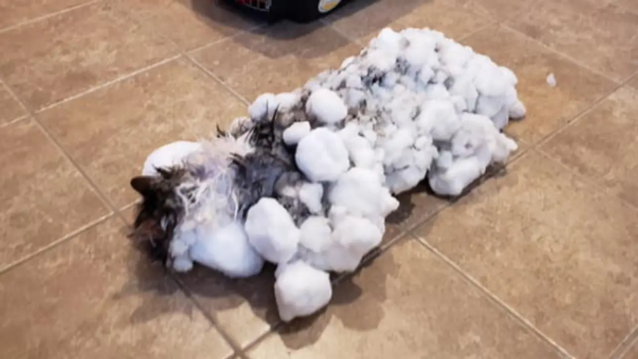 Estado en el que fue hallada Fluffy. FACEBOOK