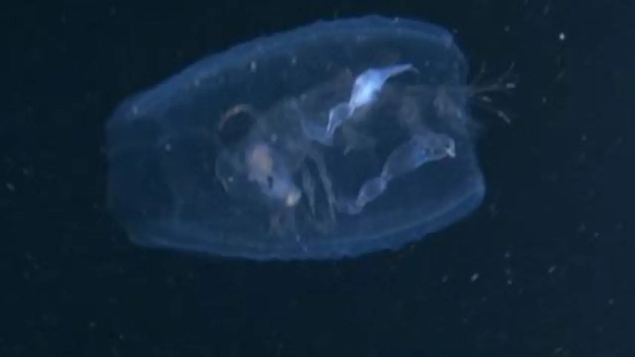 Phronima sedentaria. TVG