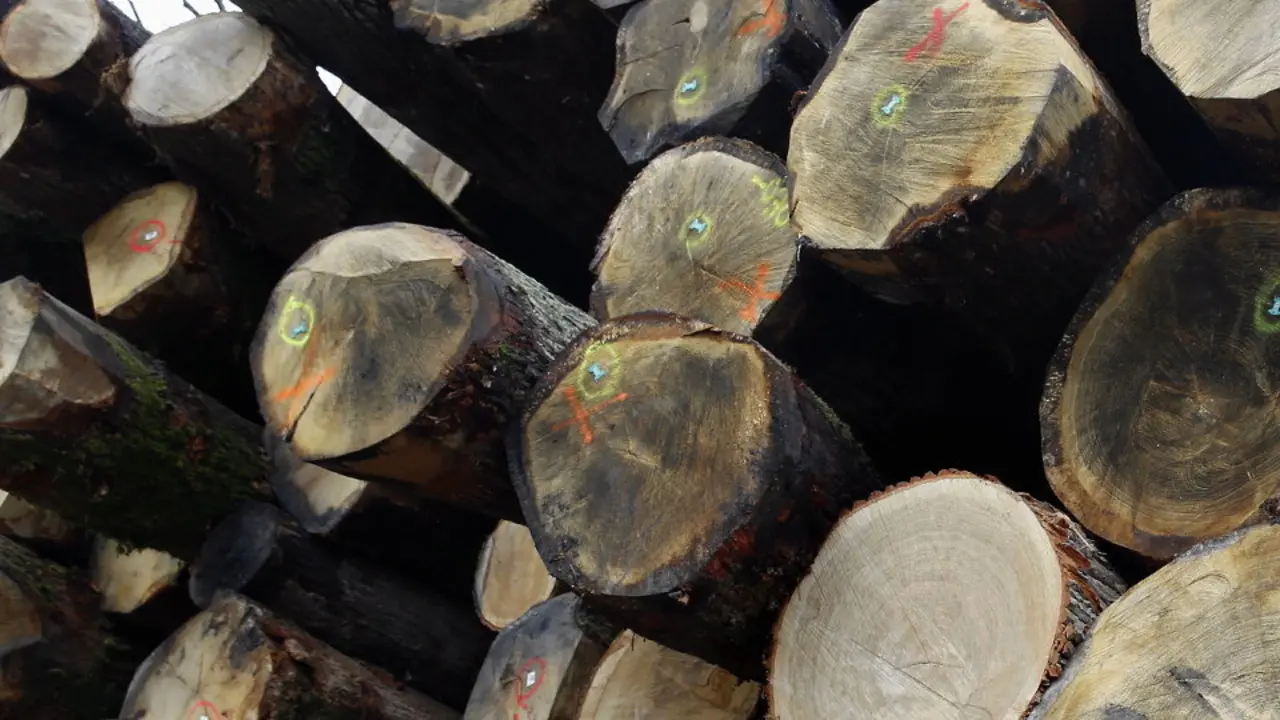 Madera de roble. AEP