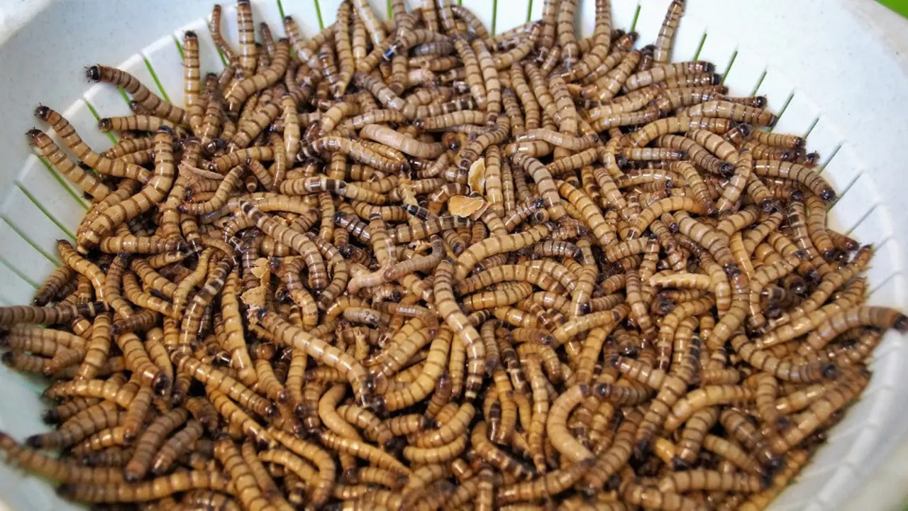 Gusanos listos para comer.EP