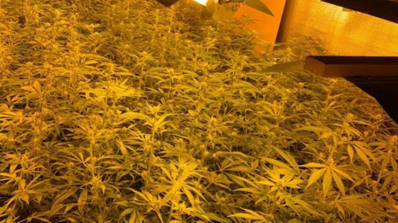 Parte da marihuana incautada no Bolo. POLICÍA NACIONAL