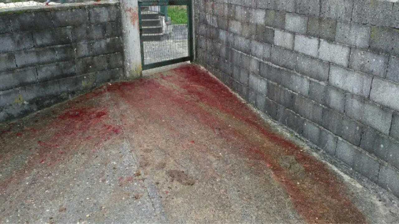 Sangre en el lugar donde fueron golpeados los caballos, en Avión. DP