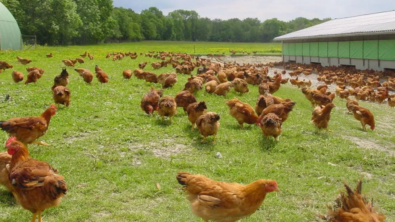 Gallinas en una granja gallega. ARCHIVO