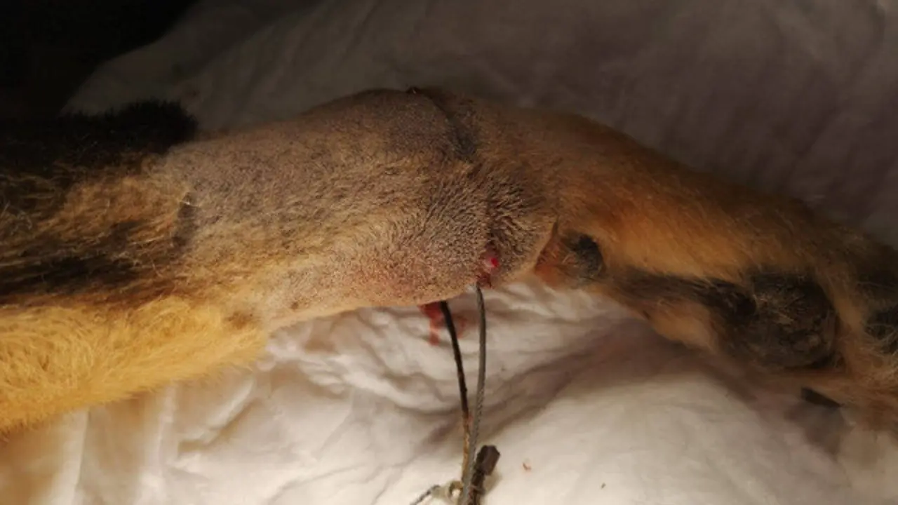 Lazo de caza incrustado nunha das patas do can. OS PALLEIROS