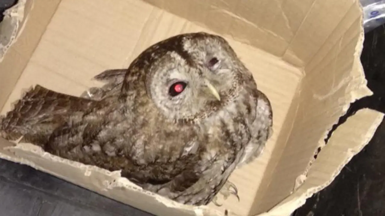 O cárabo rescatado. EP