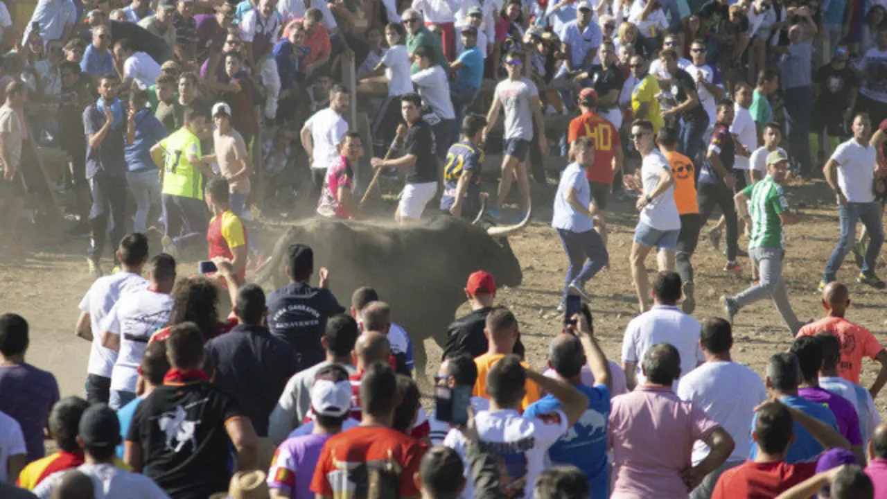 Celebración do Toro de la Vega en Tordesillas. EFE