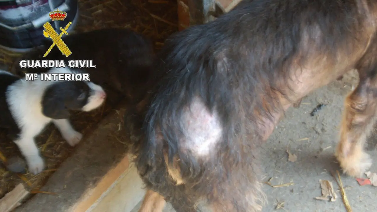 Dos de los perros localizados en la finca. SEPRONA