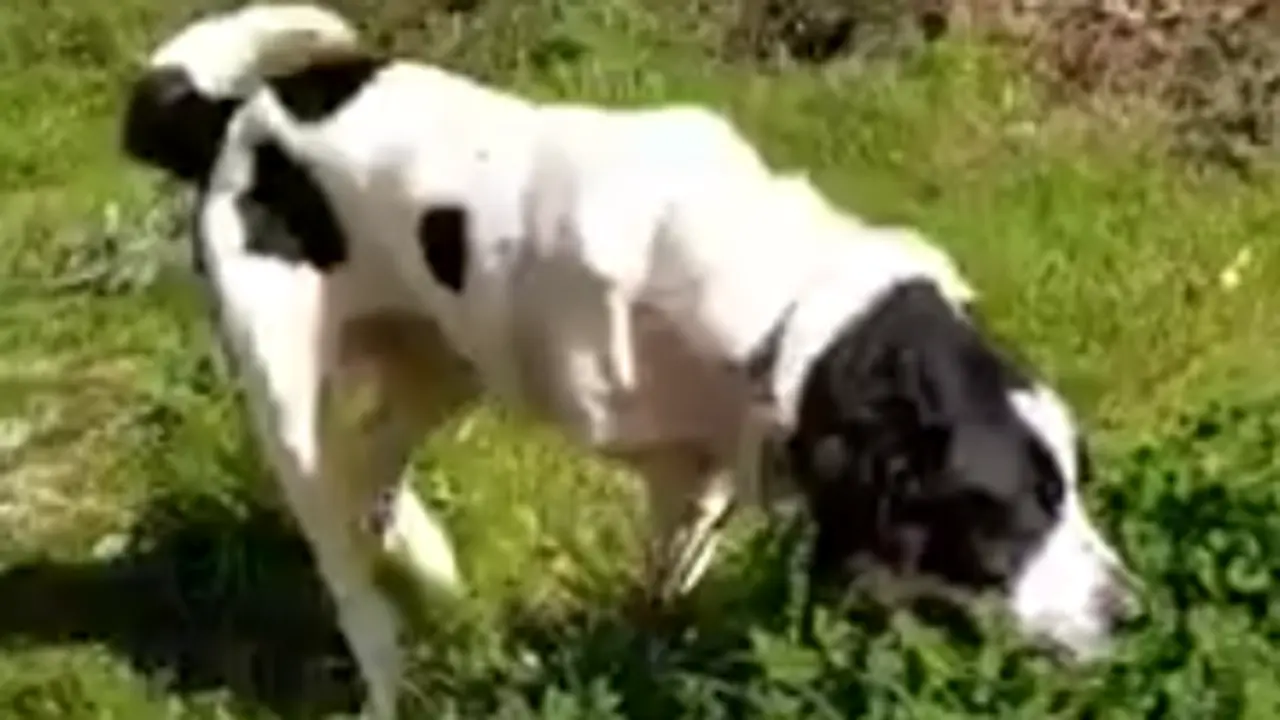 El perro tras la amputación de su pata. LOS OLVIDADOS DE LA PERRERA DE RIBEIRA