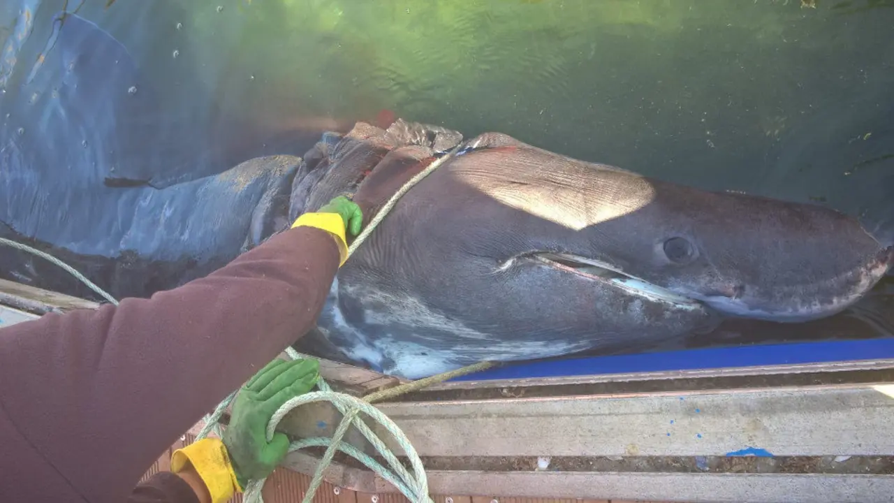 El tiburón hallado en Sanxenxo. DP