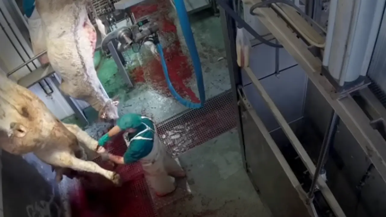 Un fragmento del vídeo difundido por Equalia. (maltrato animal en matadero de Ávila)