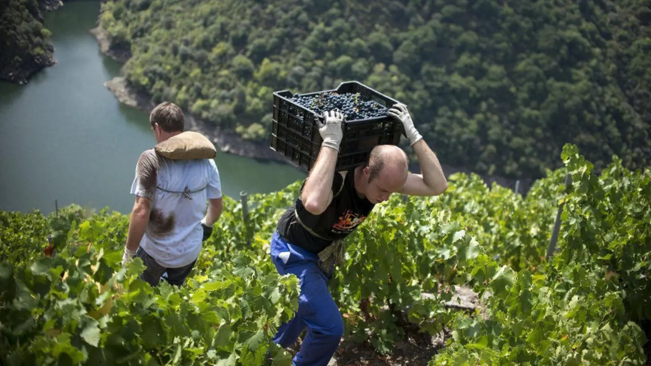 Vendimia en la Ribeira Sacra. AEP