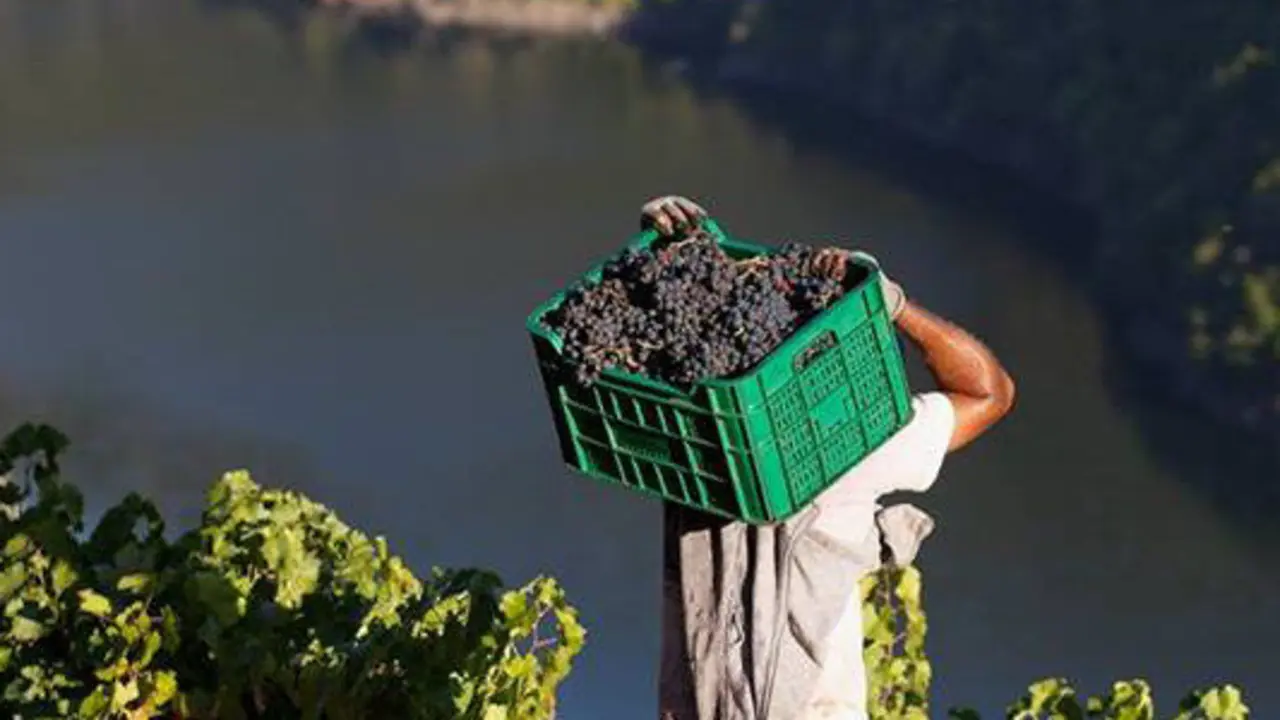 La vendimia en la Ribeira Sacra. BRAIS LORENZO