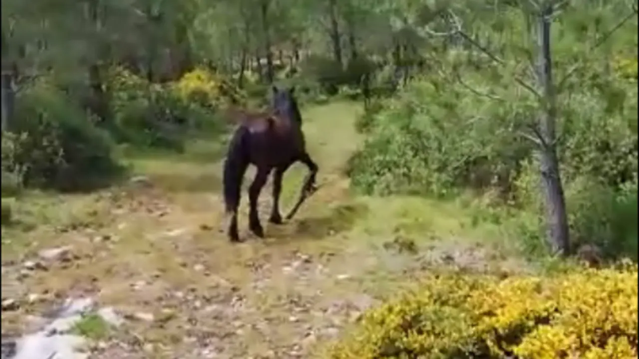 Caballo con cepo en Dodro-Rianxo. EP
