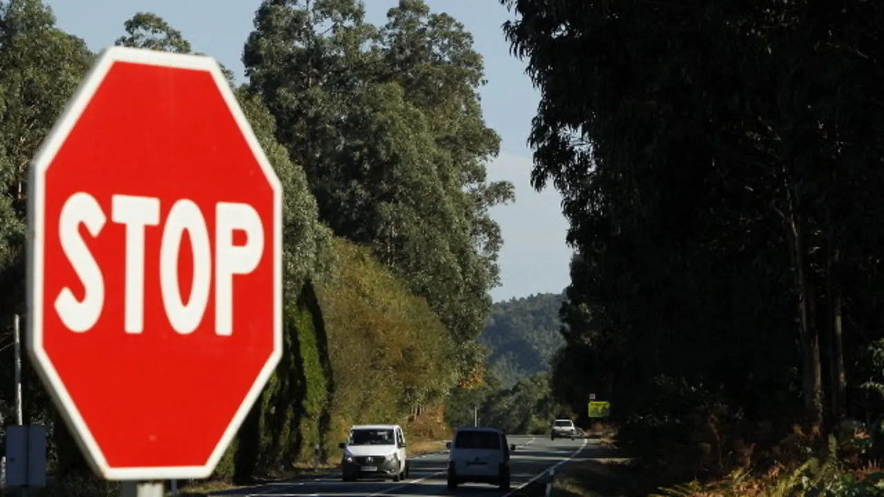 &#39;Deseucaliptar&#39; é un dos neoloxismos atopados. JOSÉ Mª ÁLVEZ