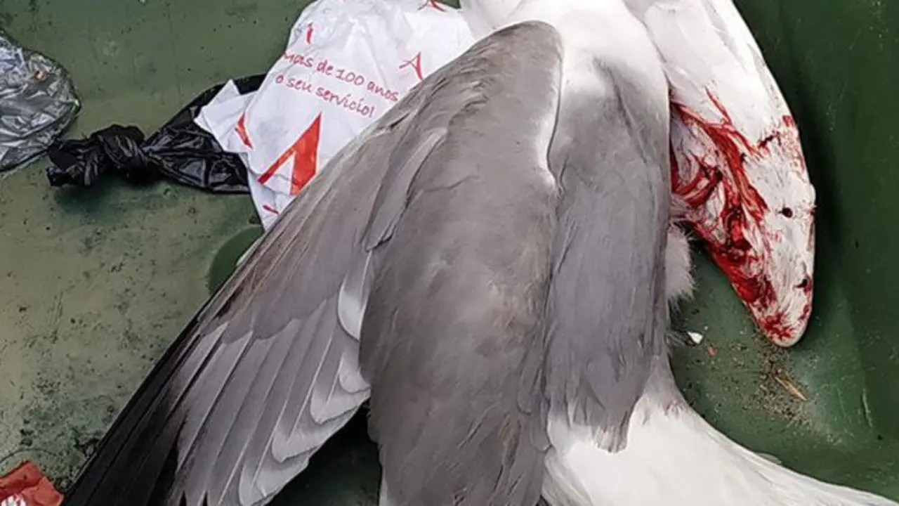 Gaviota muerta en Mondoñedo. EP