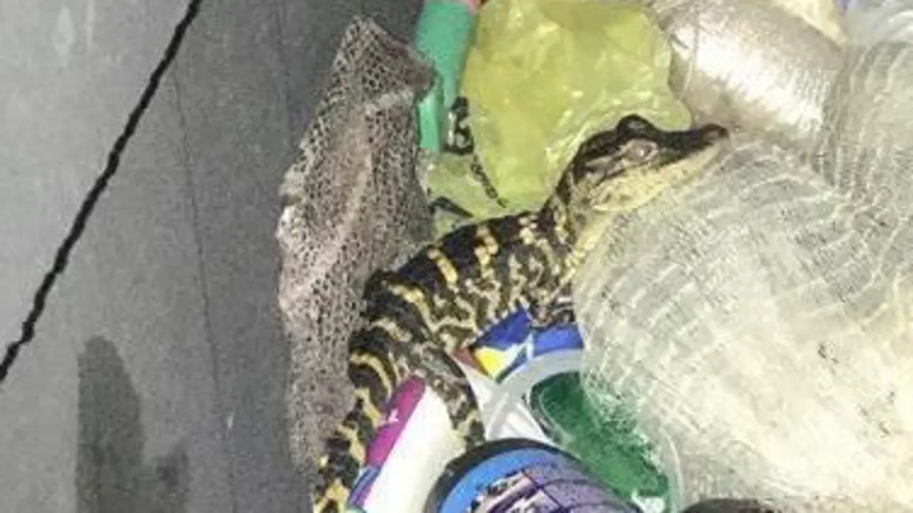 Una imagen del caimán. EP