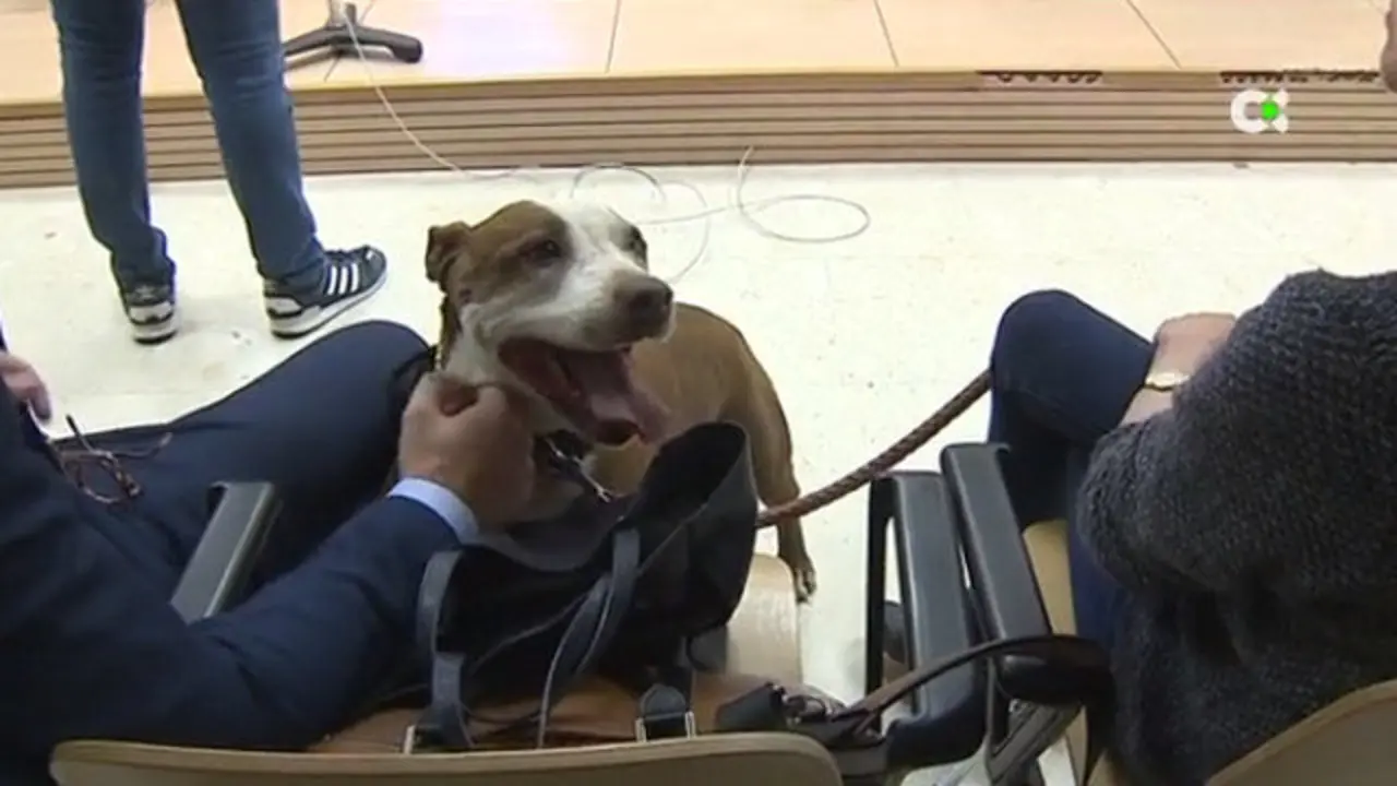 A cadela maltratada, no xuízo. RTVC