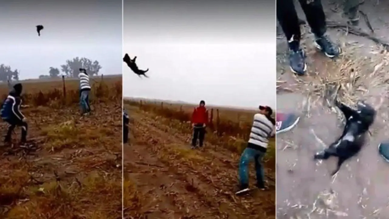 Capturas del vídeo grabado con la agresión al perro.