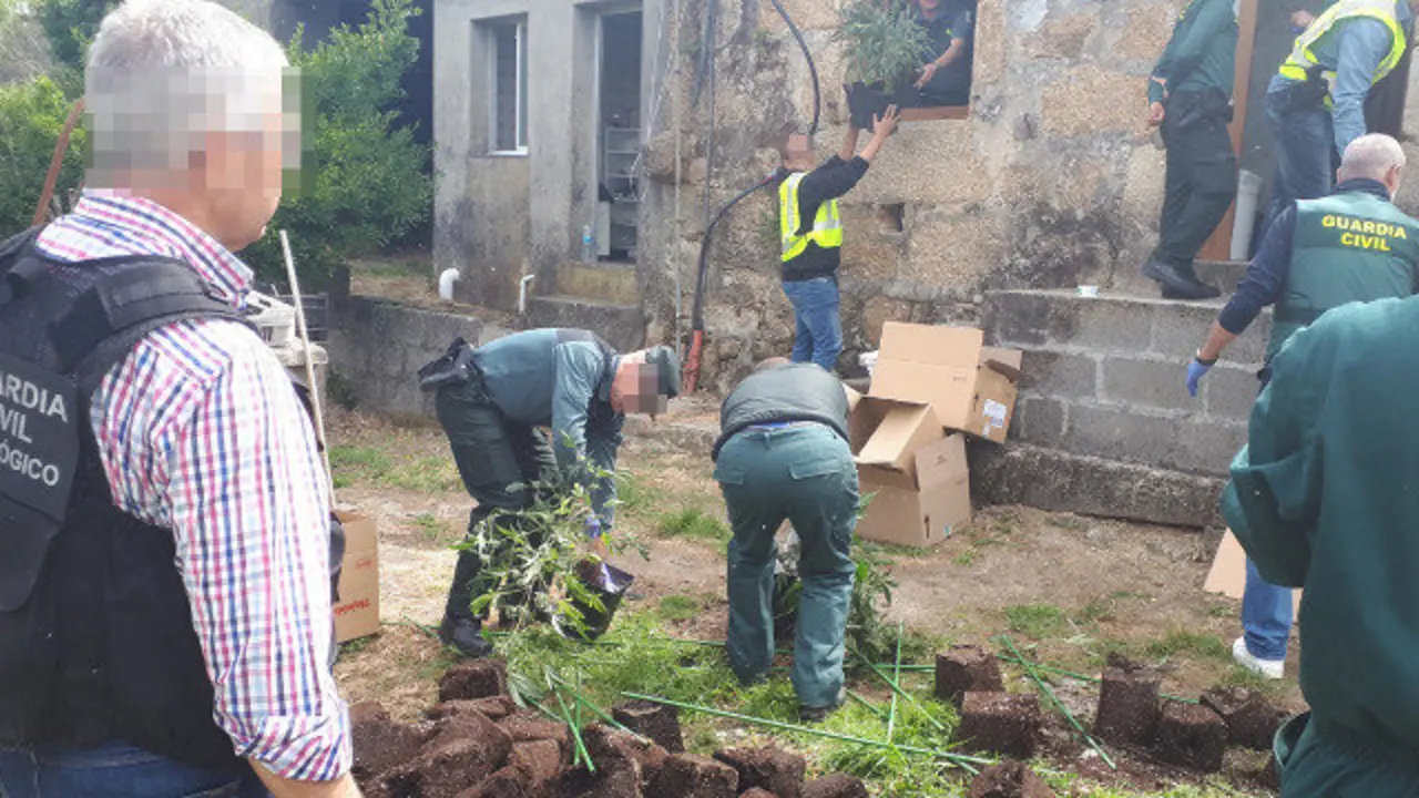 Los agentes incautan la marihuana. DP