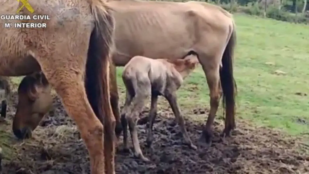 Los equipos famélicos de la granja de Melide. EP