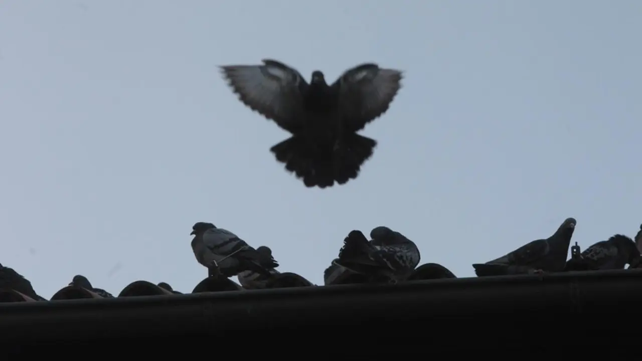 Palomas en un tejado.DP
