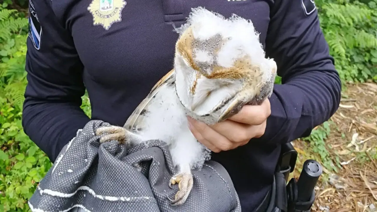 Polluelo de lechuza que ha salvado la Policía Local de Vigo. EP