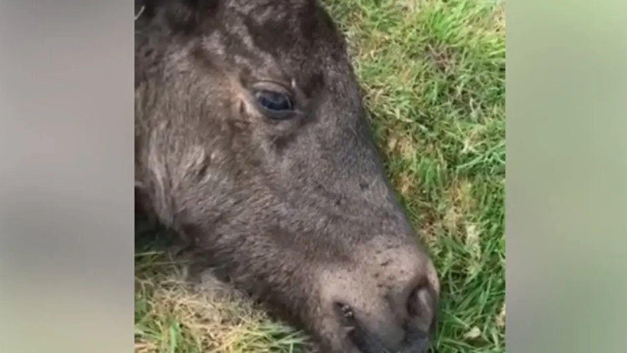 O poldro que faleceu tras recibir un tiro no pescozo. RAPA DAS BESTAS A ESTRADA