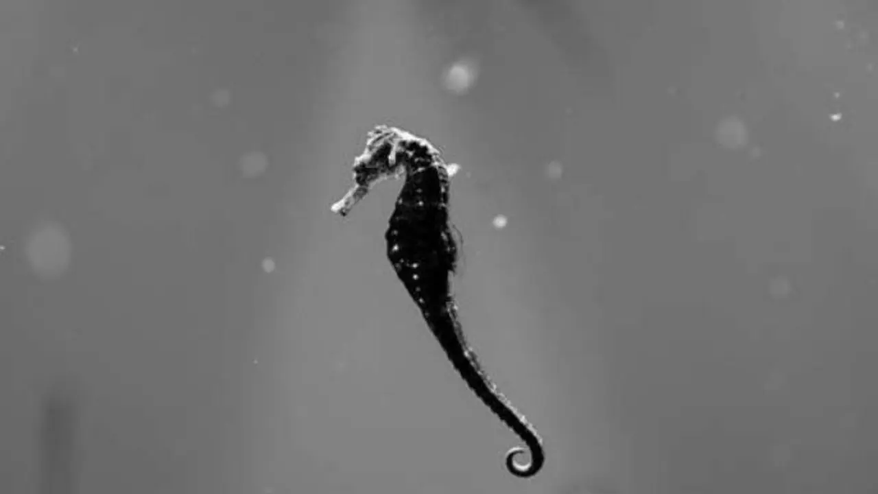 Un cabaliño de mar no fondo do océano. EFE