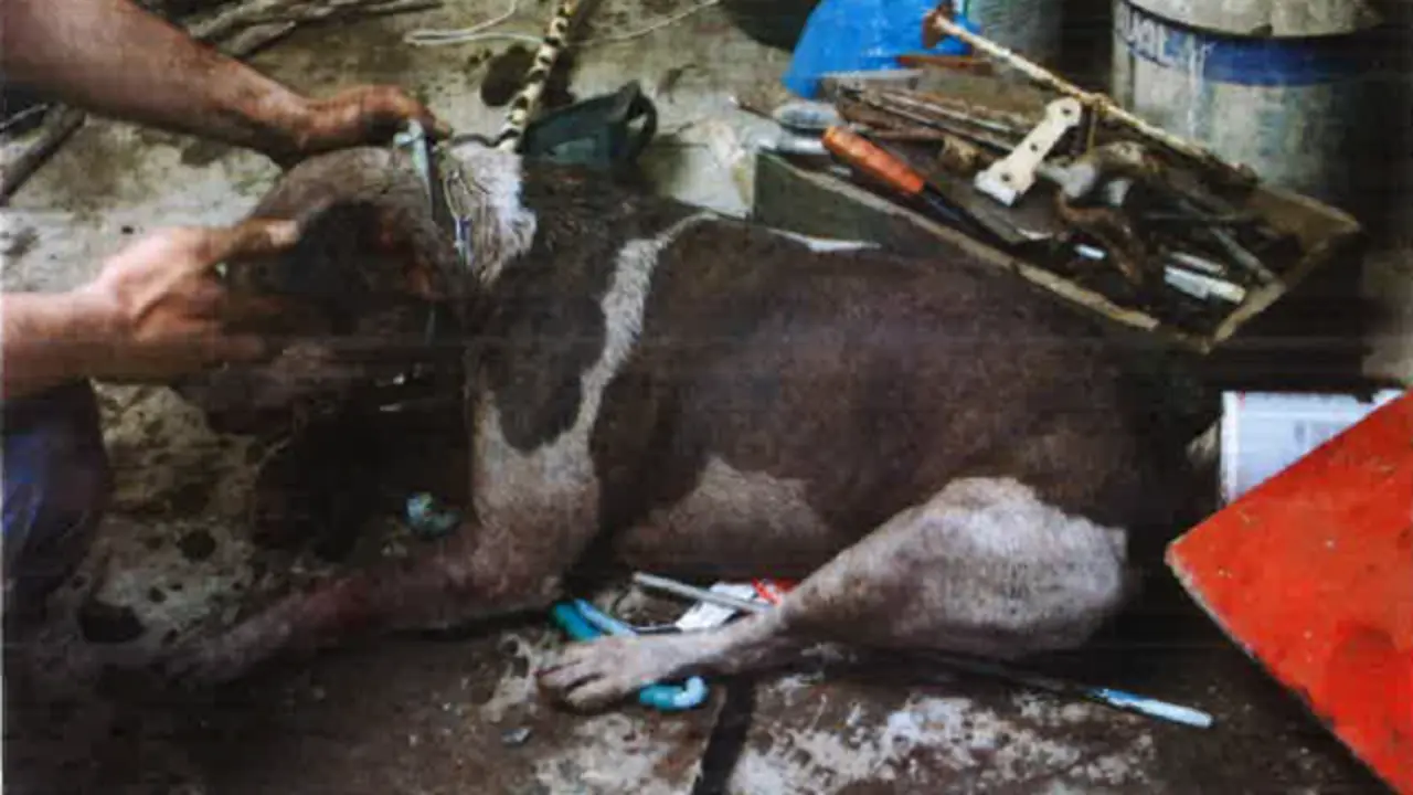 Estado no que se atopaba un dos pitbull. POLICÍA DE FERROL-